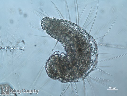 Photo of Spionidae